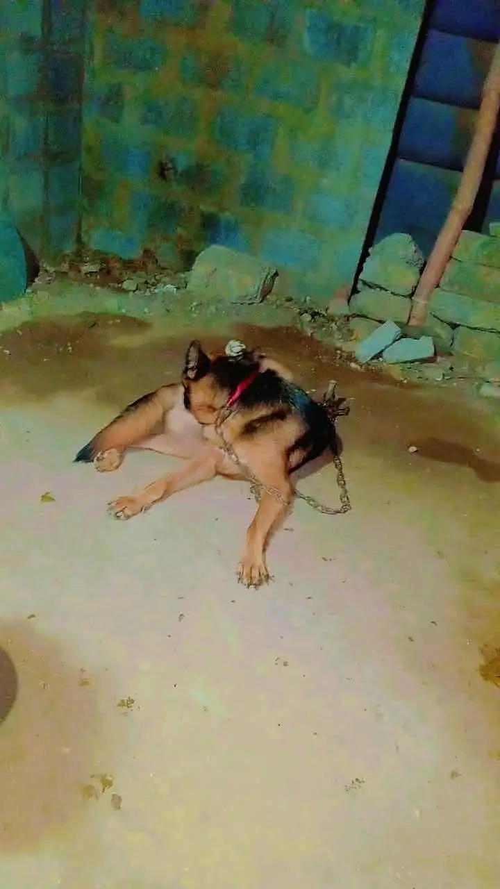 German Shepherd Female long coated vaccinated — photo 3