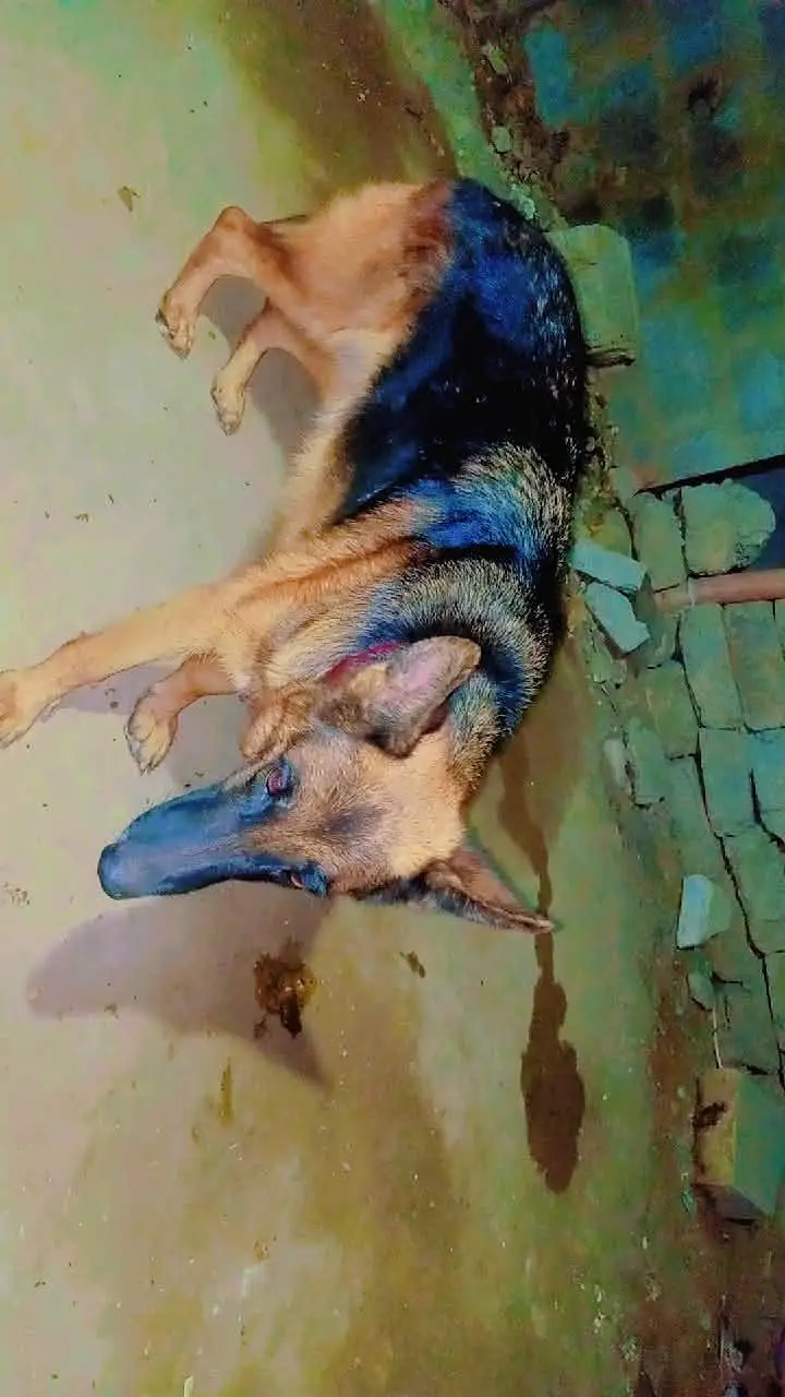 German Shepherd Female long coated vaccinated — photo 4