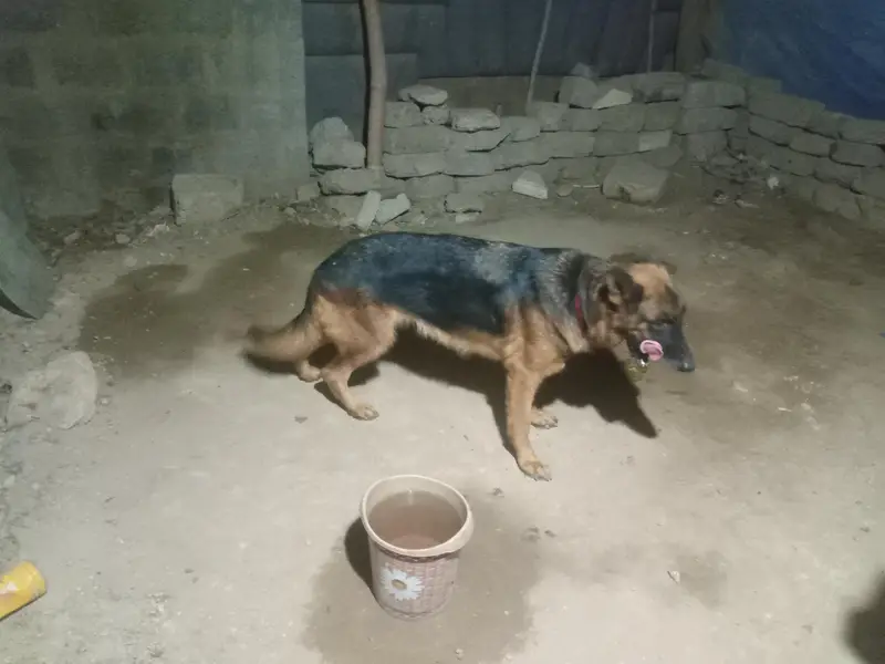 German Shepherd Female long coated vaccinated — photo 5