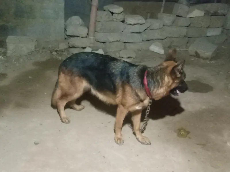 German Shepherd Female long coated vaccinated — photo 6