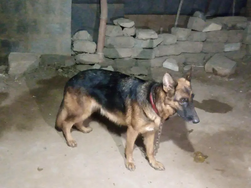 German Shepherd Female long coated vaccinated — photo 7