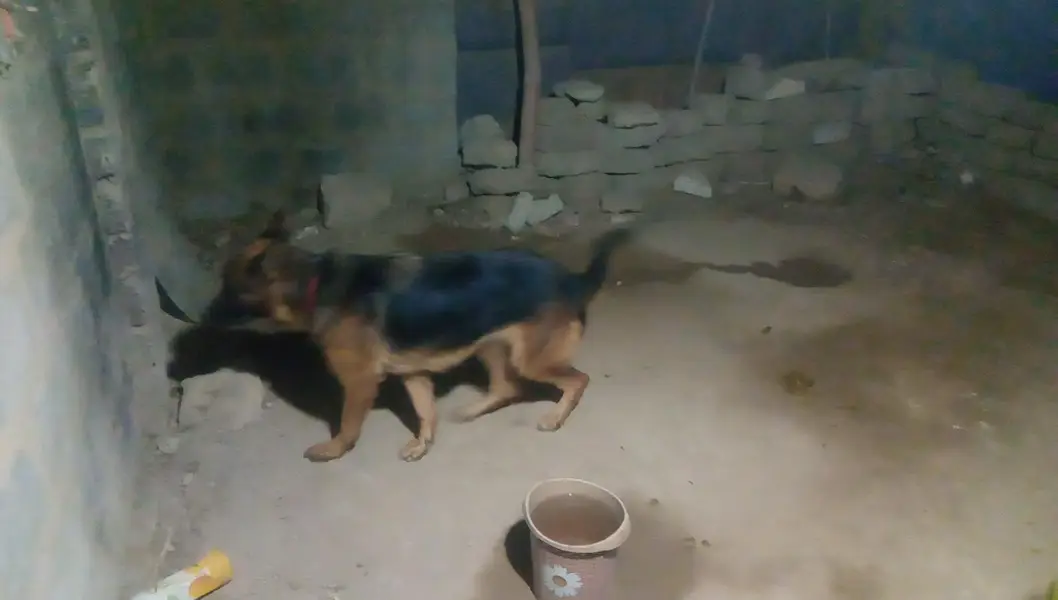 German Shepherd Female long coated vaccinated — photo 8