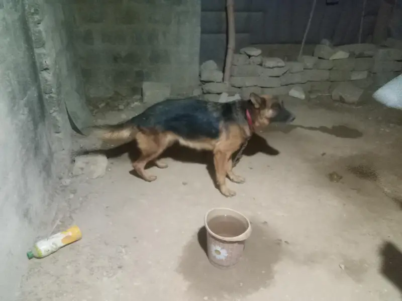 German Shepherd Female long coated vaccinated — photo 9