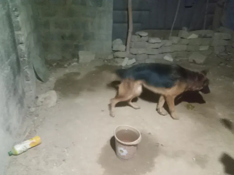 German Shepherd Female long coated vaccinated — photo 10