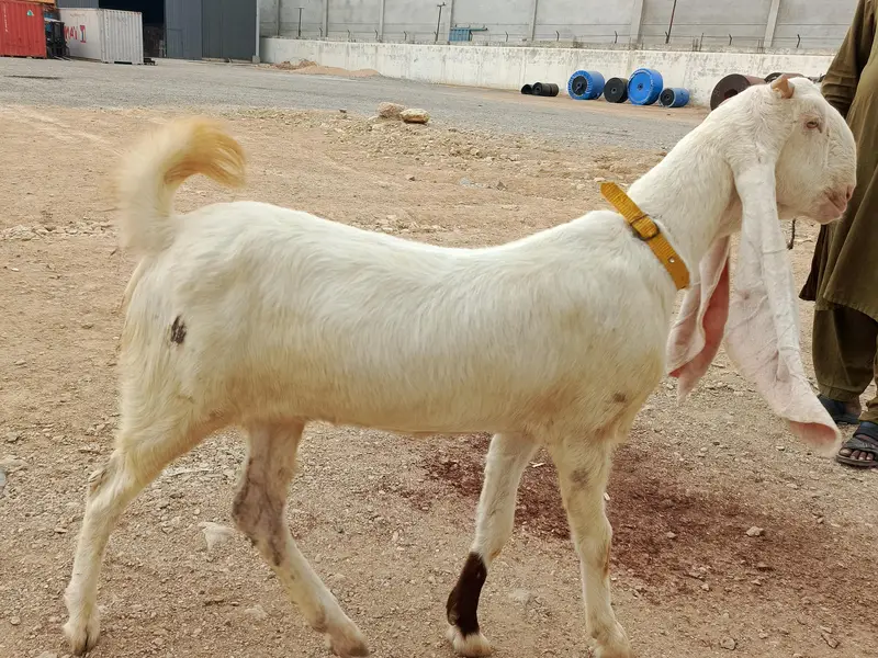 gulbai bakri