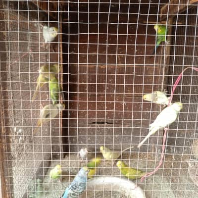  parrot in