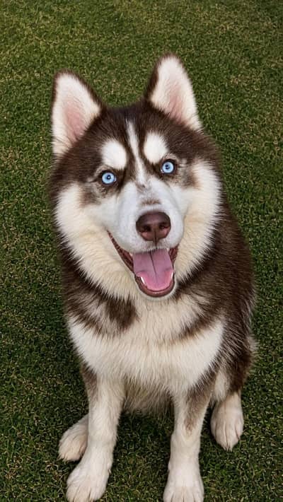 HUSKY FOR SALE