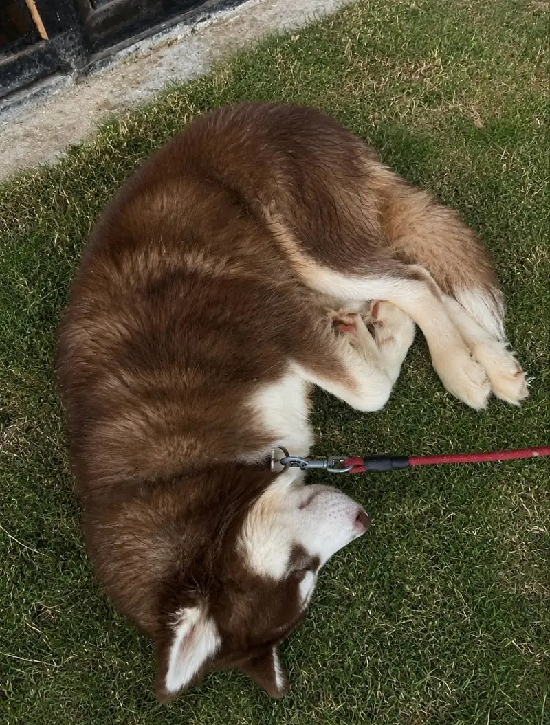 HUSKY FOR SALE — photo 2
