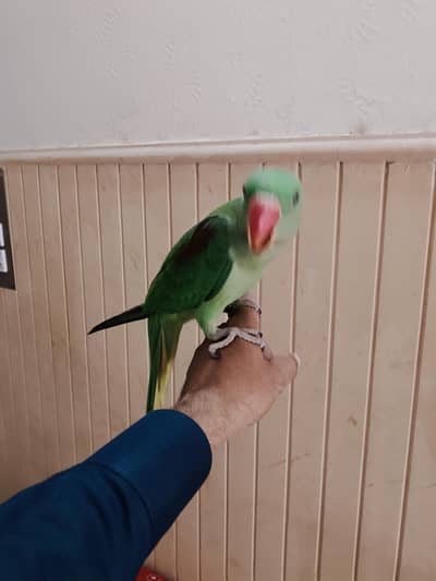 raw parrot