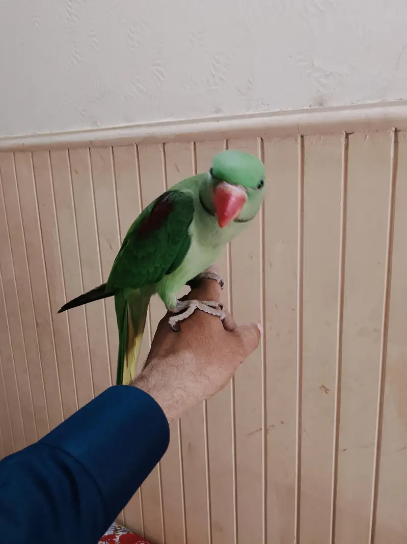 raw parrot — photo 2