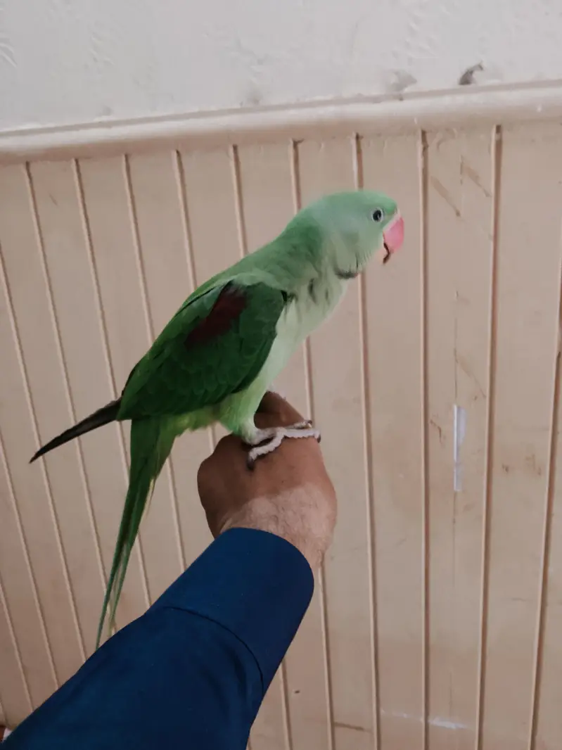 raw parrot — photo 3