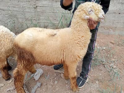 2 Khoobsurat Undri Nasal ke Dumba Sale ke Liye