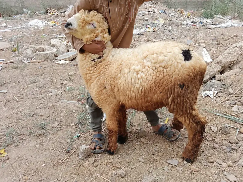 2 Khoobsurat Undri Nasal ke Dumba Sale ke Liye — photo 2