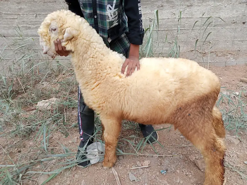 2 Khoobsurat Undri Nasal ke Dumba Sale ke Liye — photo 3