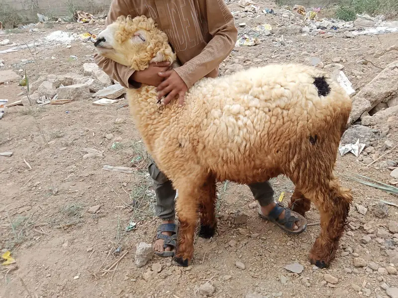 2 Khoobsurat Undri Nasal ke Dumba Sale ke Liye — photo 5