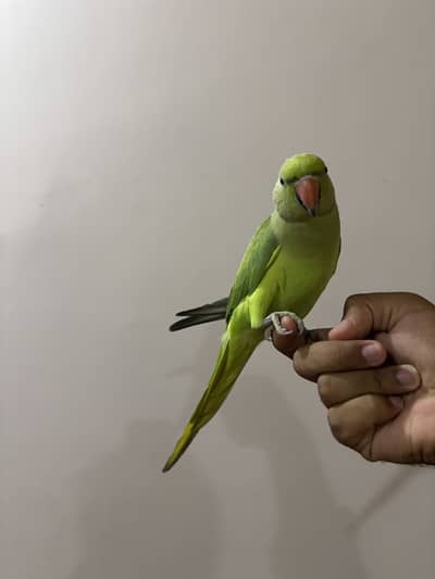Hand Tame friendly