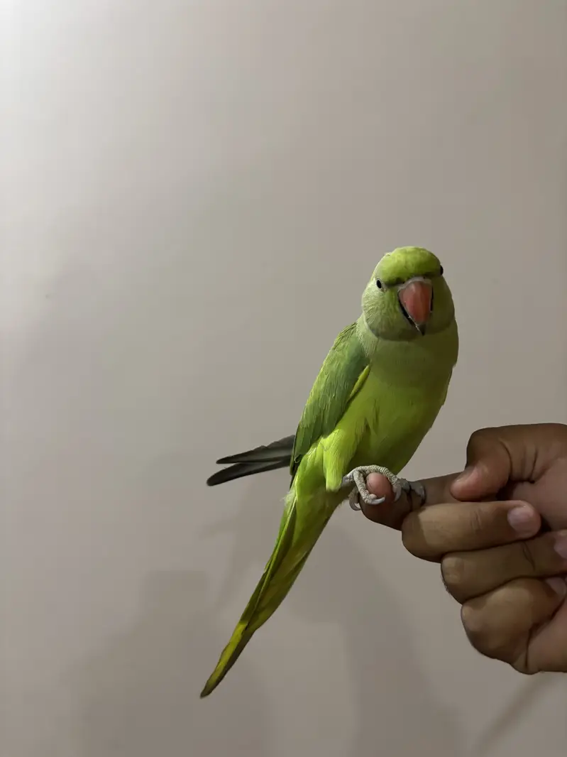 Hand Tame friendly — photo 2