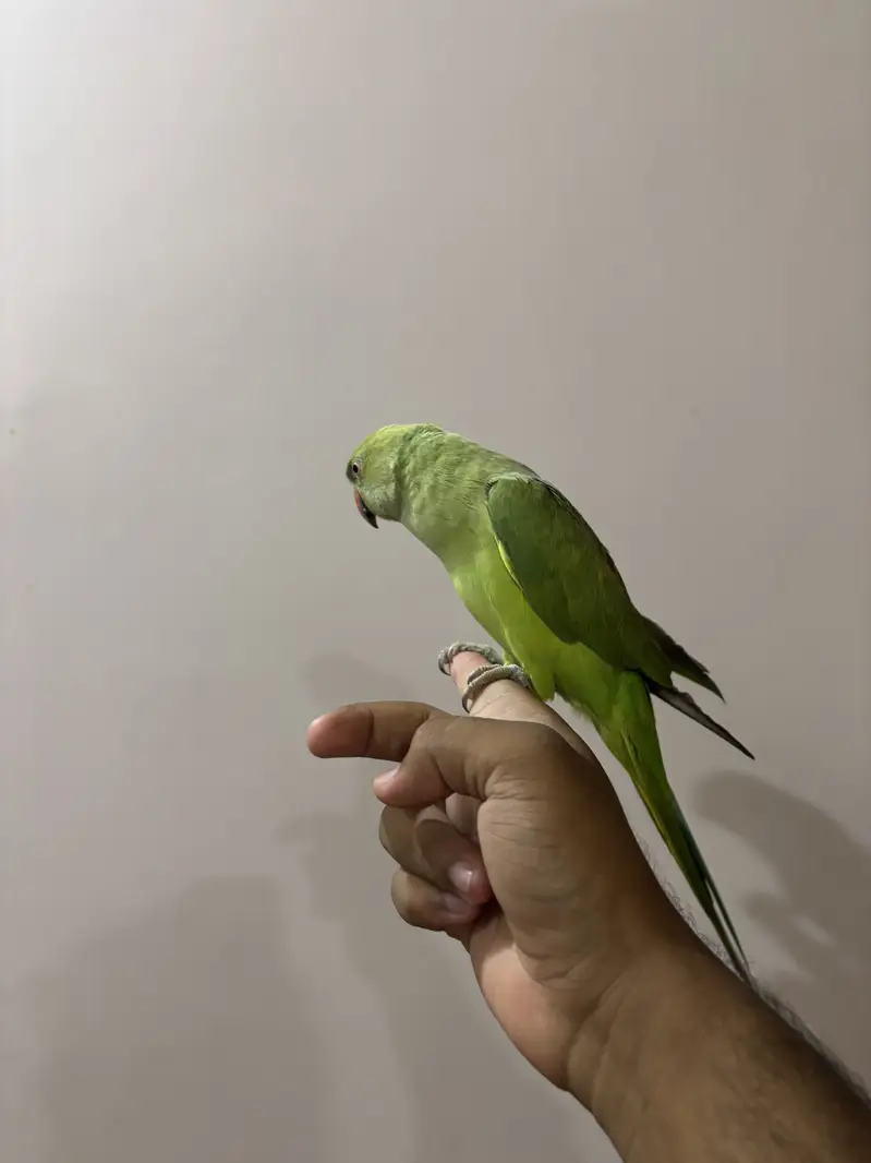 Hand Tame friendly — photo 3