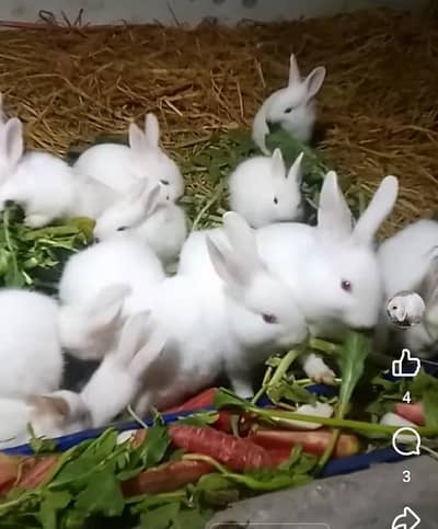 white red eyes rabbit 