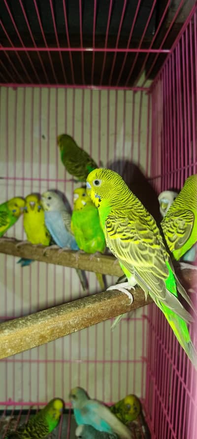 Budgie's for sale
