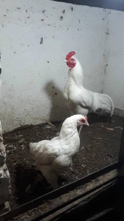 heera pair dor sale