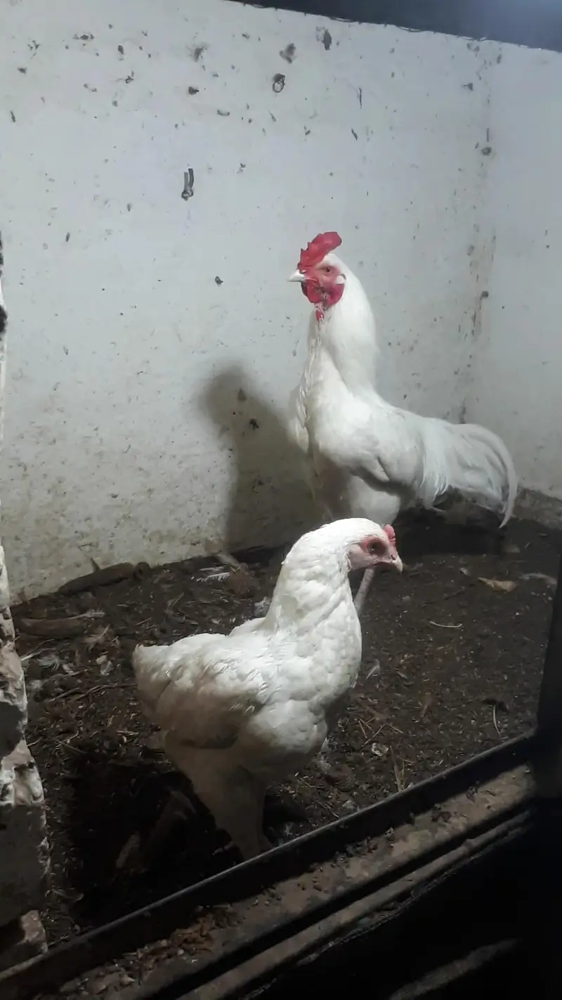 heera pair dor sale