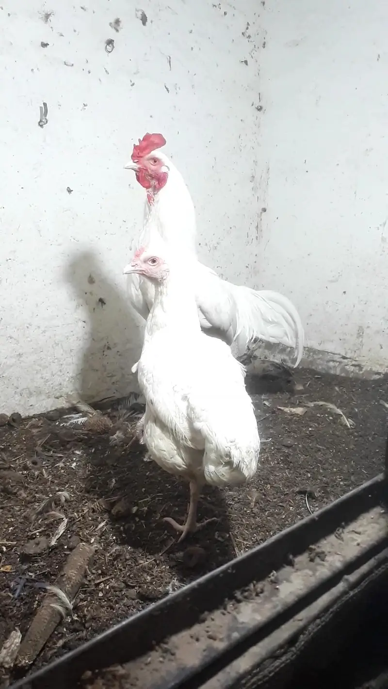 heera pair dor sale — photo 2