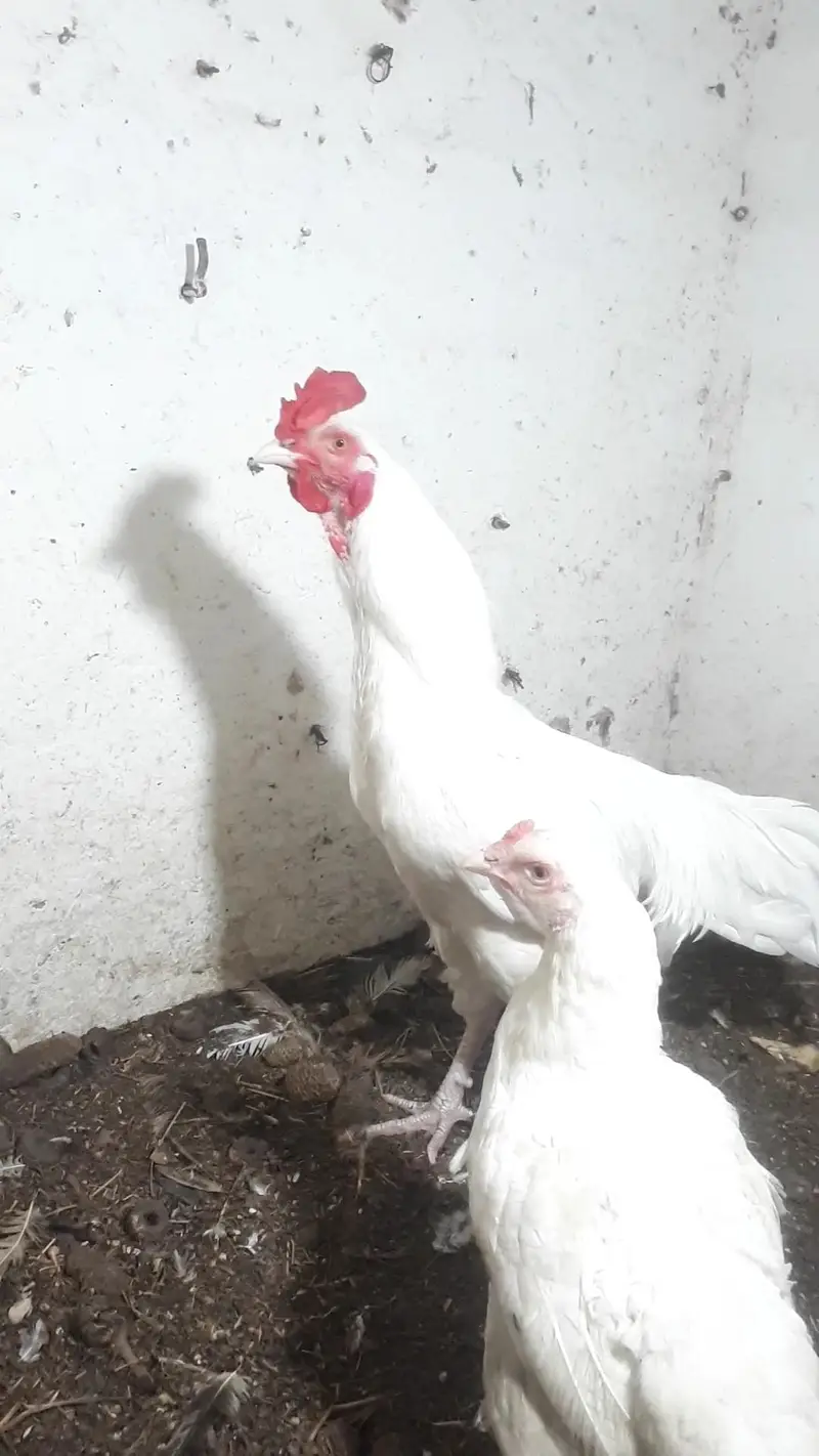 heera pair dor sale — photo 3