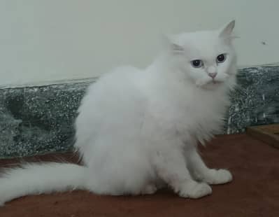 Persian cat