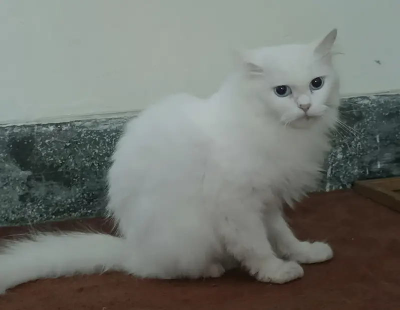 Persian cat