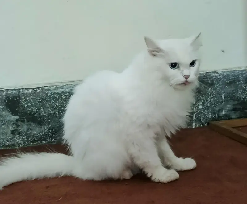 Persian cat — photo 2