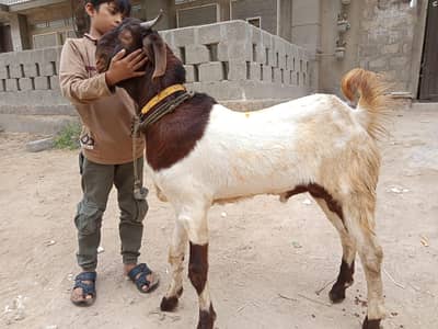 Healthy Andu Bakra Sale ke Liye