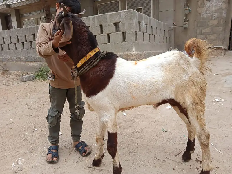 Healthy Andu Bakra Sale ke Liye — photo 3