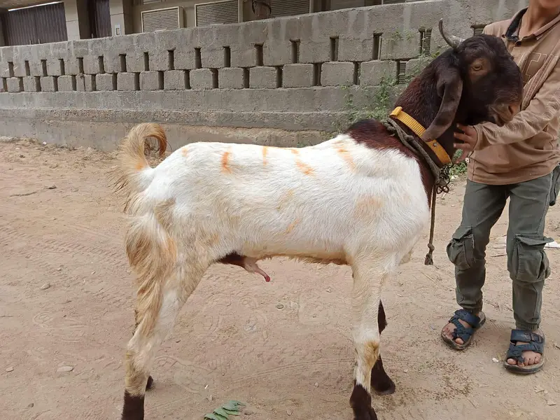 Healthy Andu Bakra Sale ke Liye — photo 4