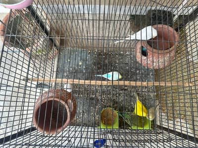 3 pairs of Australian parrots with cage