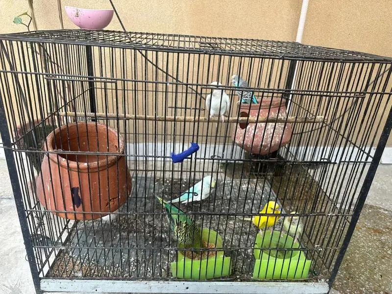 3 pairs of Australian parrots with cage — photo 2