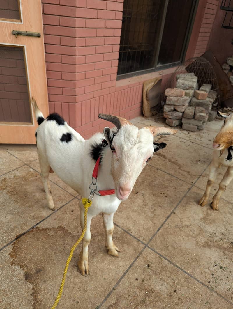 *Tedda Abluk Goat | teddy Bakra | Breeder Bakra _Quality Goat* 1