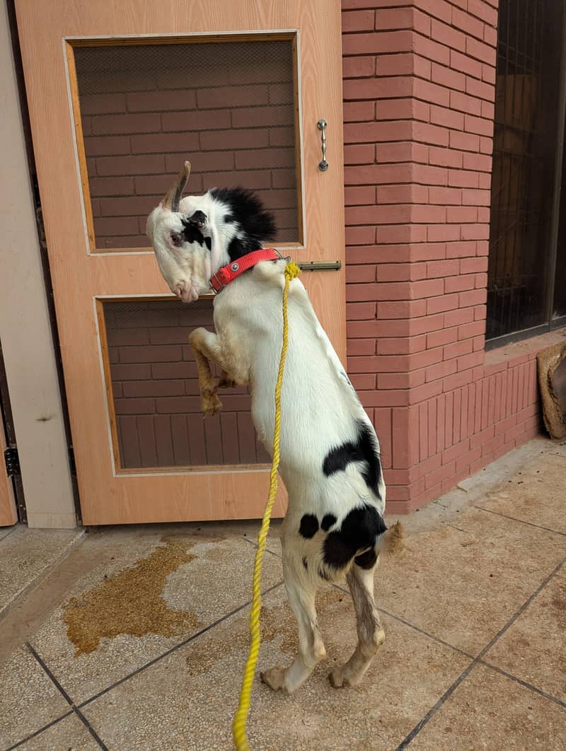 *Tedda Abluk Goat | teddy Bakra | Breeder Bakra _Quality Goat* 2