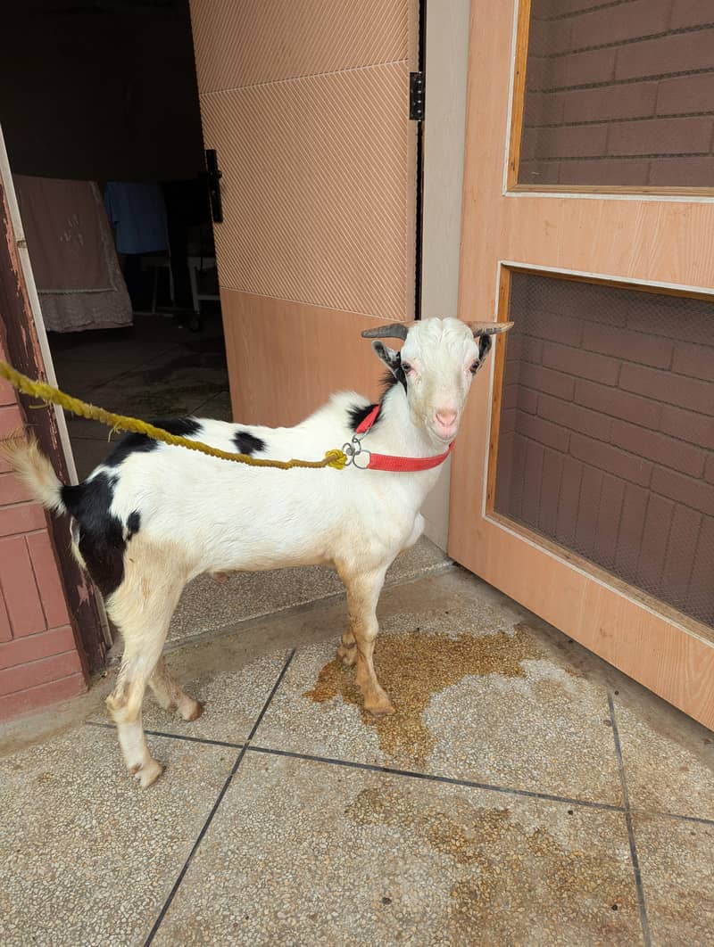 *Tedda Abluk Goat | teddy Bakra | Breeder Bakra _Quality Goat* 3
