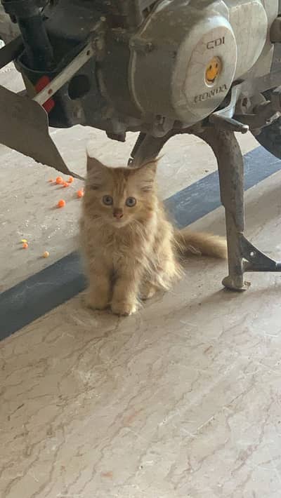 Brown persian cat