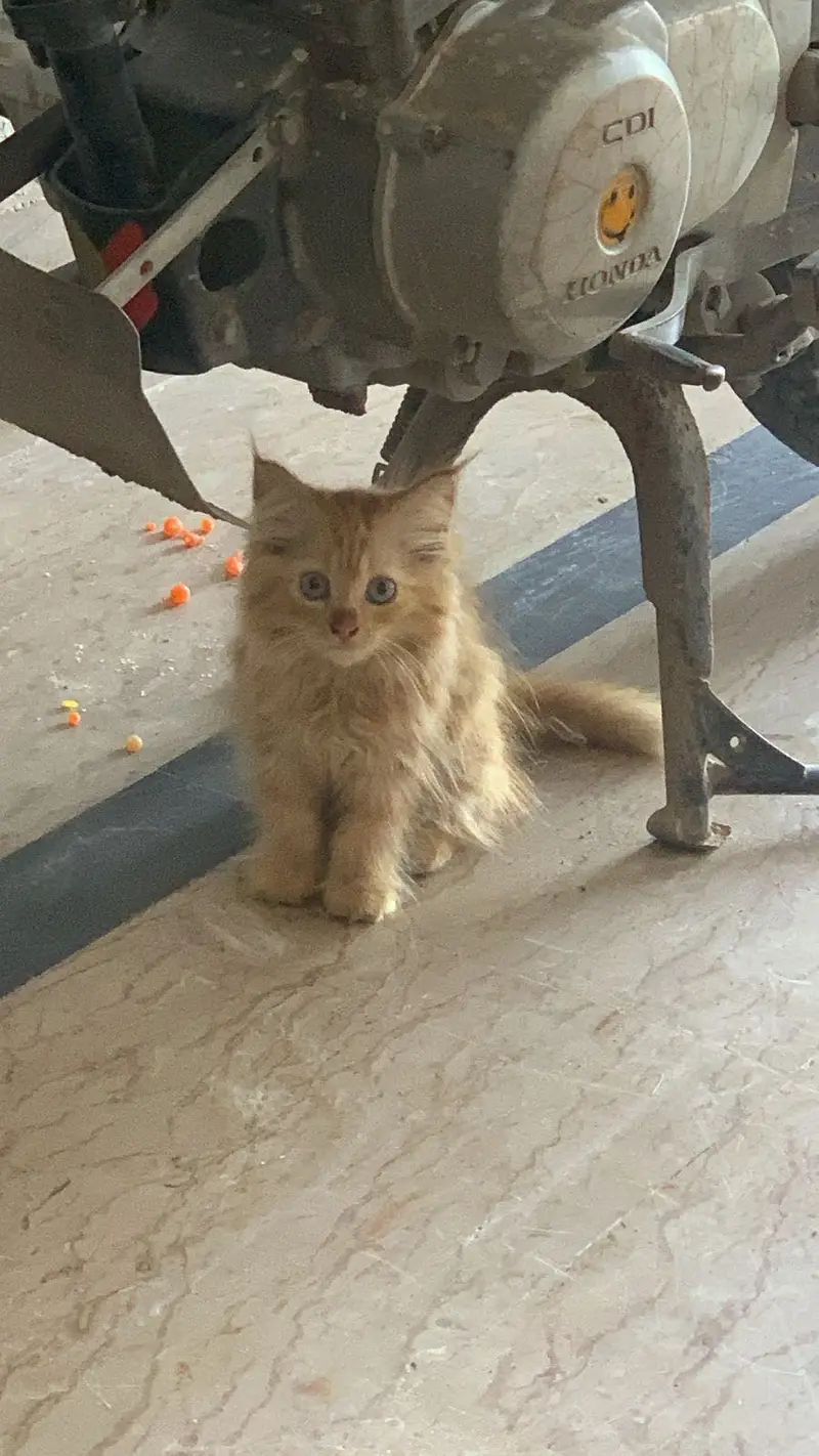 Brown persian cat
