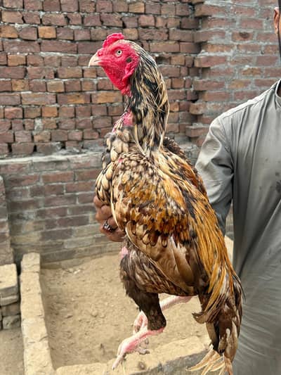 Pure Aseel Shajra Bloodline Rooster - 18 Months