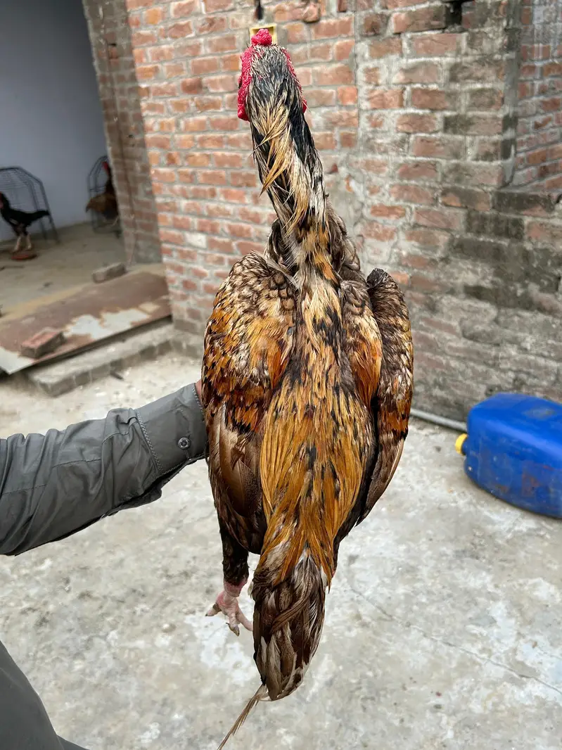 Pure Aseel Shajra Bloodline Rooster - 18 Months — photo 2