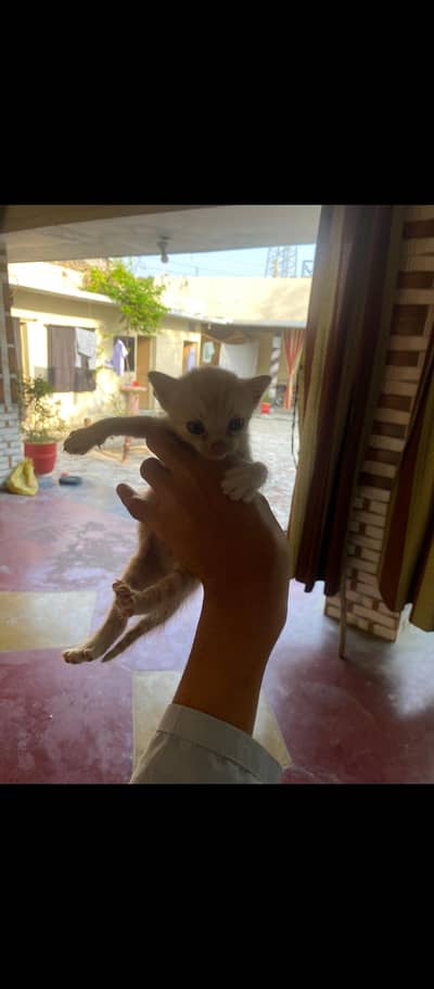 Healthy Pet Cat Available.  Beautiful Cat for Sale.
