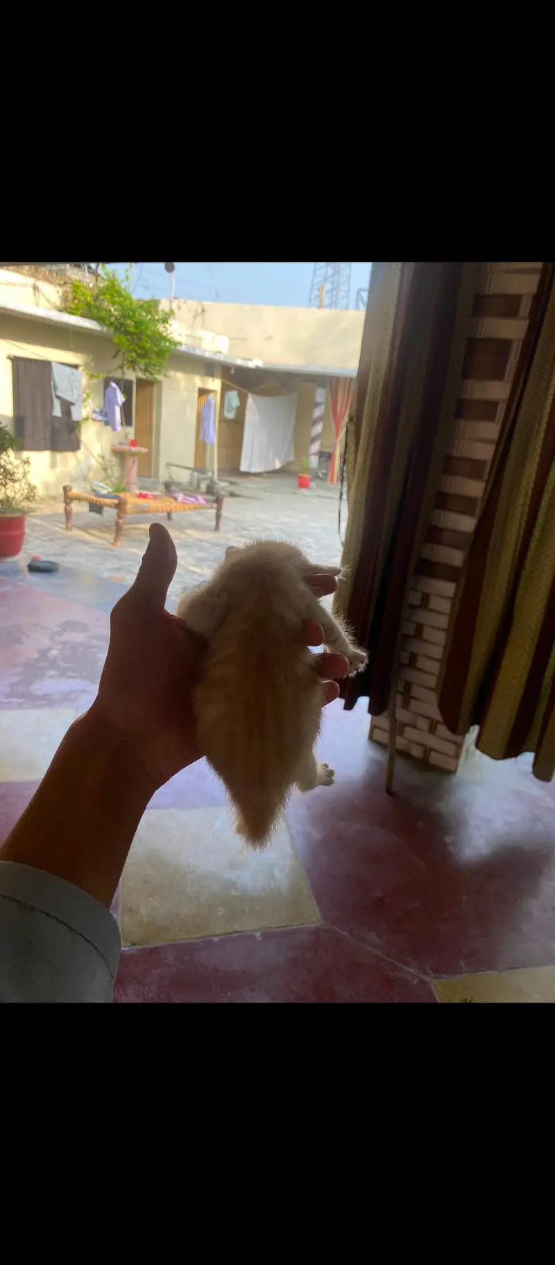 Healthy Pet Cat Available.  Beautiful Cat for Sale. — photo 2