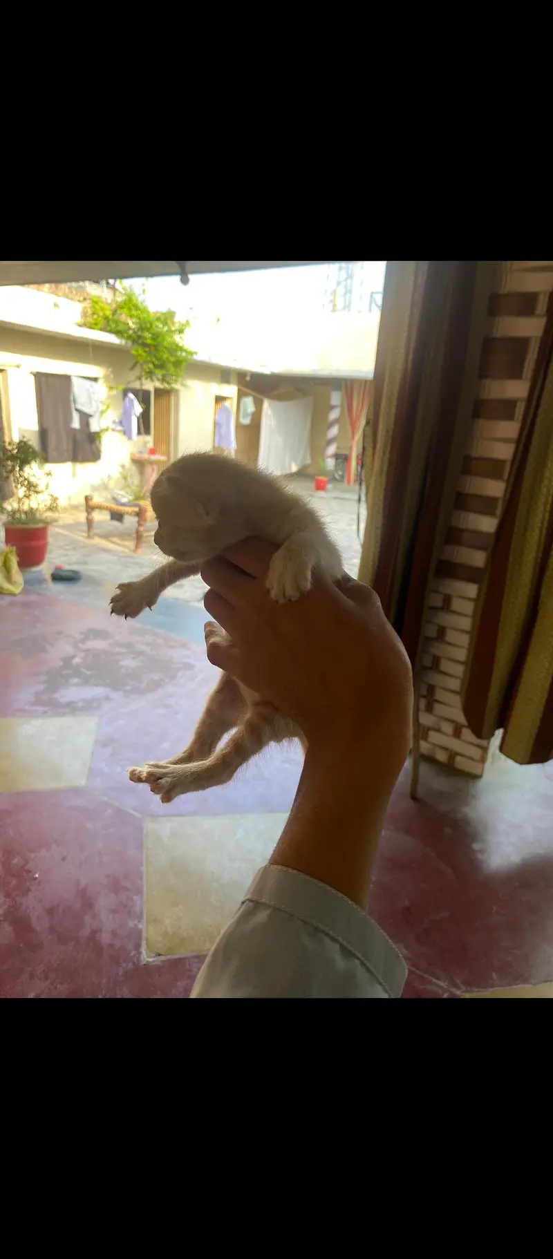 Healthy Pet Cat Available.  Beautiful Cat for Sale. — photo 3