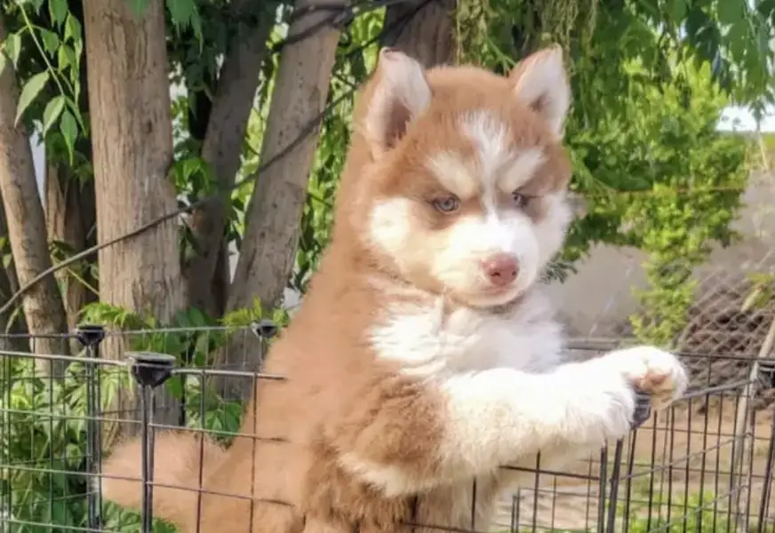 Siberian husky puppies/shihtzu puppies