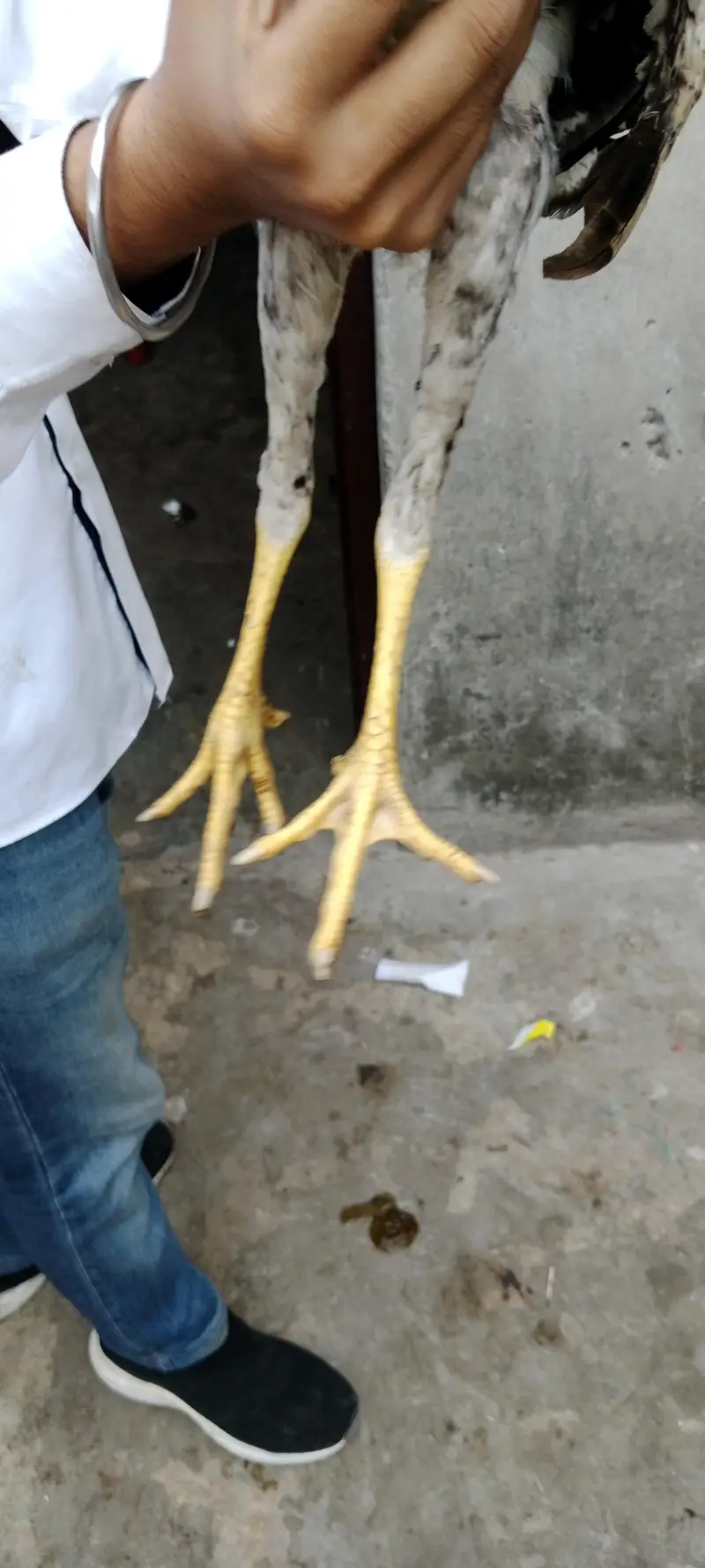aseel for sale — photo 3