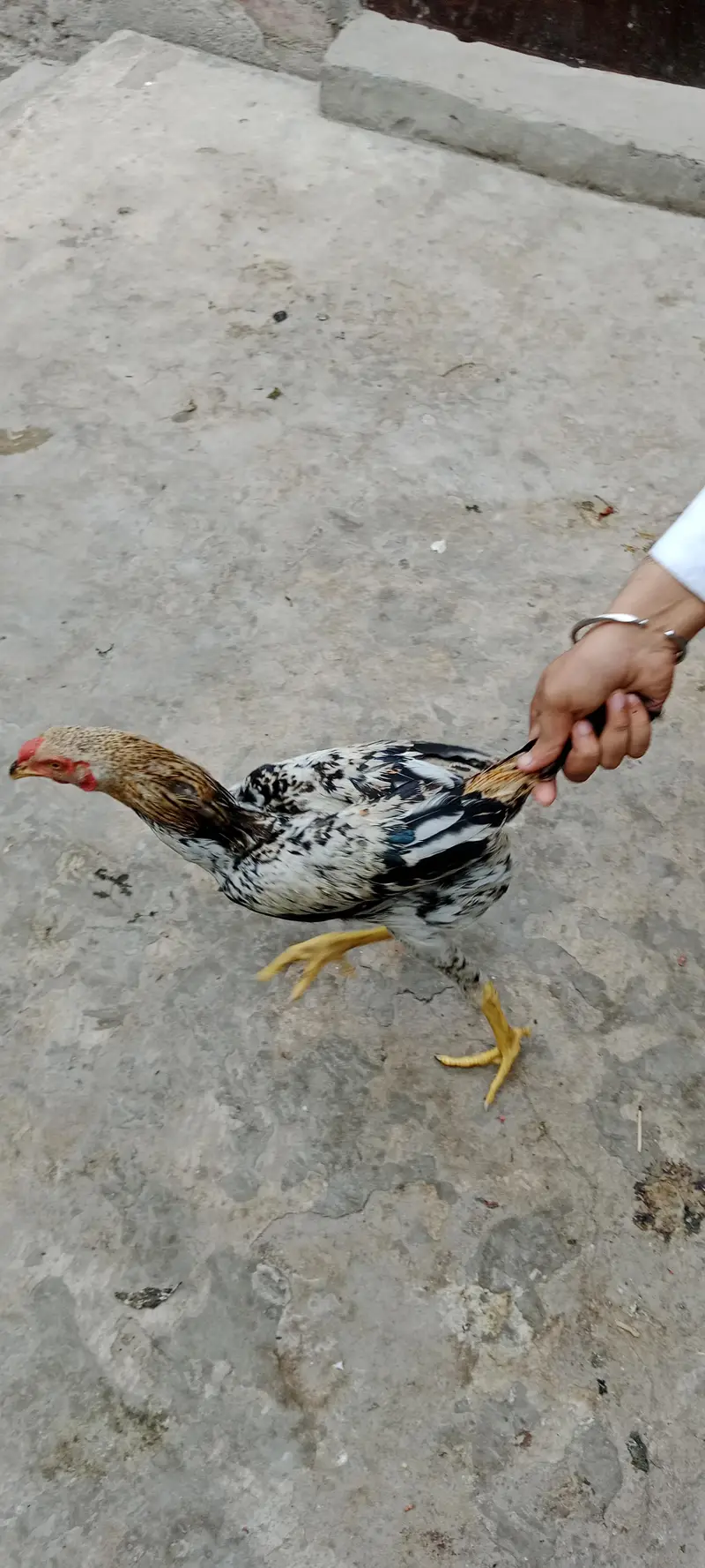 aseel for sale — photo 4