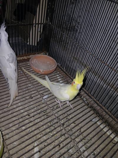 Premium Quality Cockatiel Breeding Pair for Sale